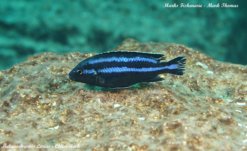 Melanochromis loriae 'Chiwi Rocks'